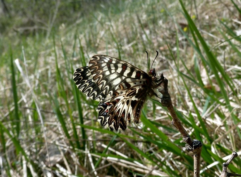 Finalmente la Zerynthia polyxena! (e Boloria dia)